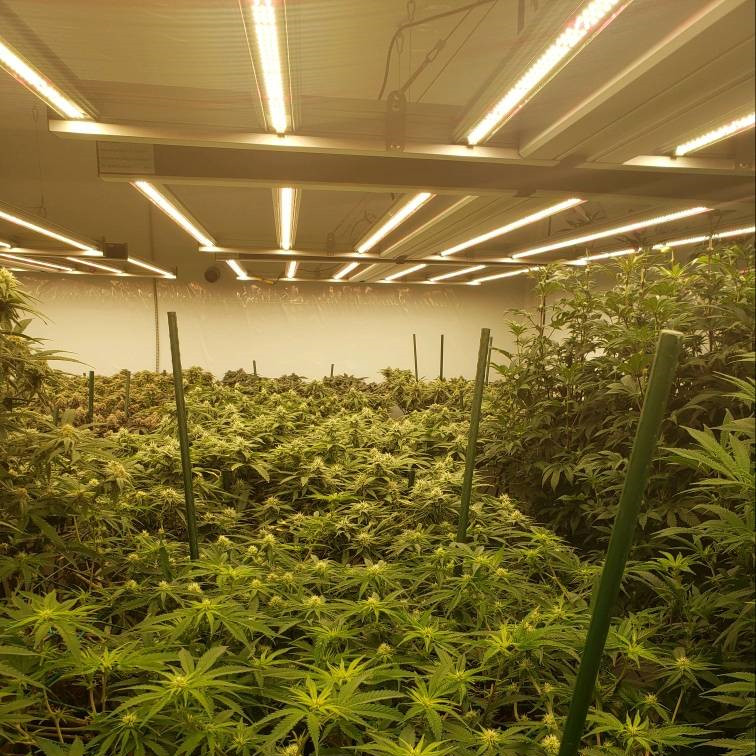 hesuny- 1 / 4 Folding Plant Lamp Application Scenario